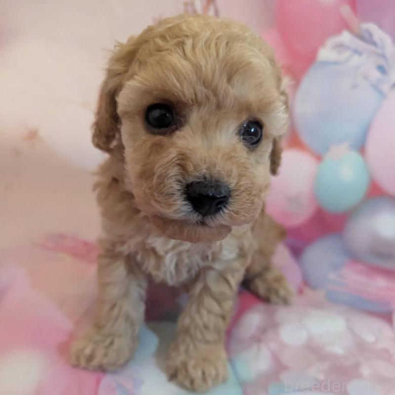 販売中の徳島県のタイニープードル-450036の2枚目