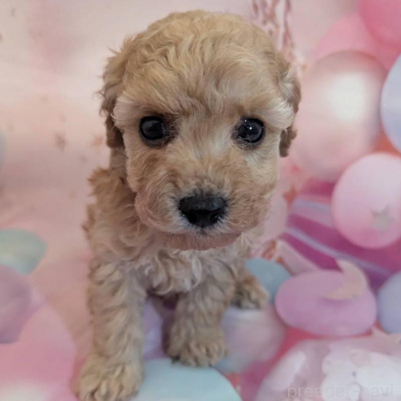 販売中の徳島県のタイニープードル-450036