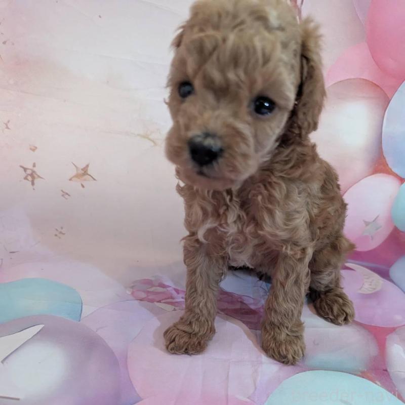 販売中の徳島県のティーカッププードル-450037の3枚目