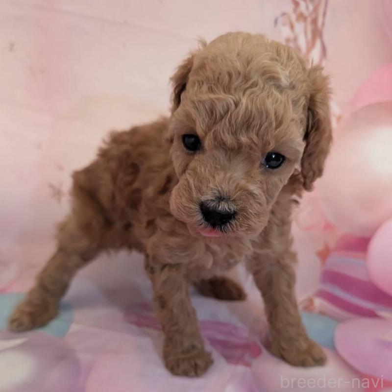 販売中の徳島県のティーカッププードル-450037の2枚目