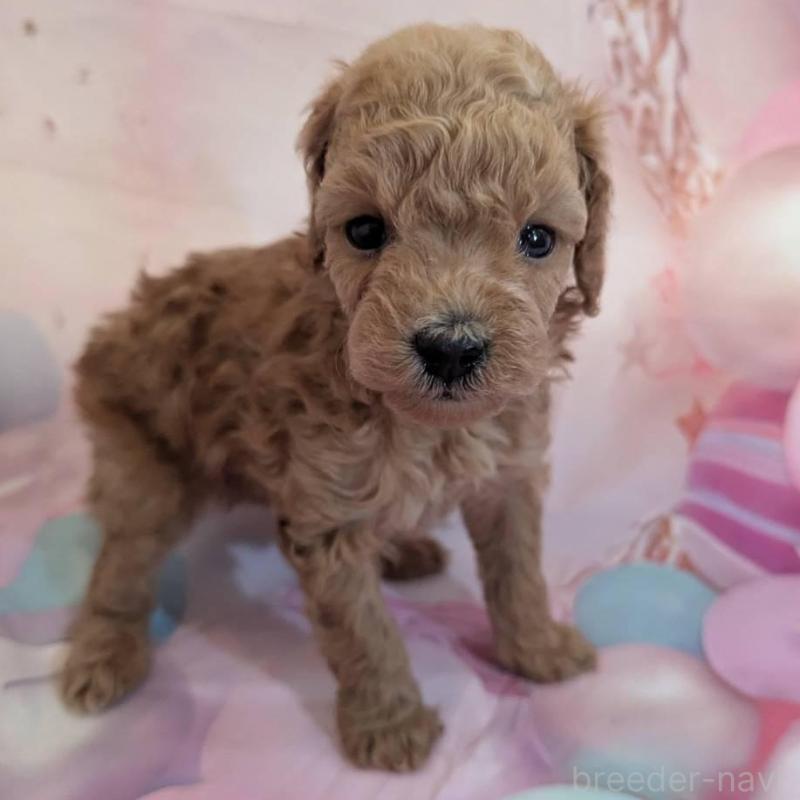 販売中の徳島県のティーカッププードル-450037の1枚目