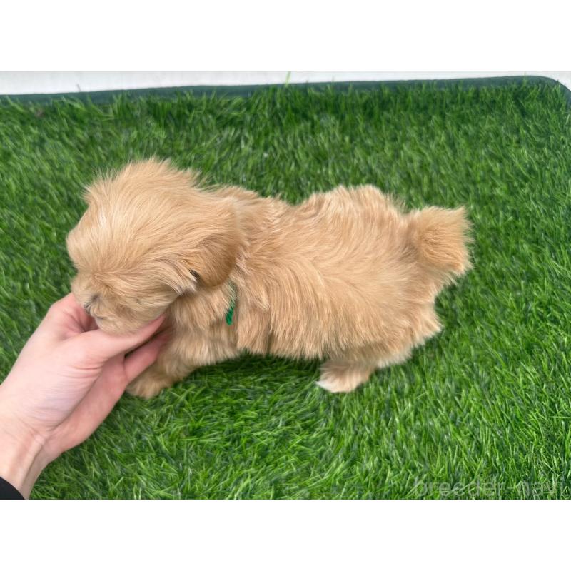 販売中の愛知県のマルプー:マルチーズ×トイプードル-450039の6枚目