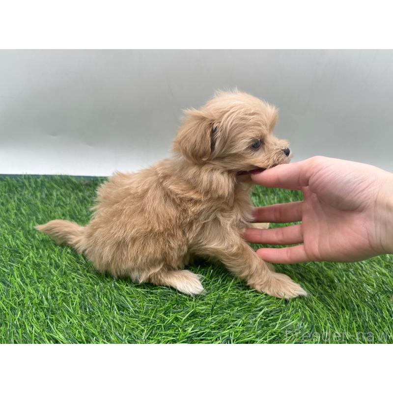 販売中の愛知県のマルプー:マルチーズ×トイプードル-450039の5枚目