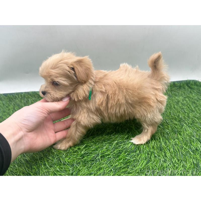 販売中の愛知県のマルプー:マルチーズ×トイプードル-450039の4枚目