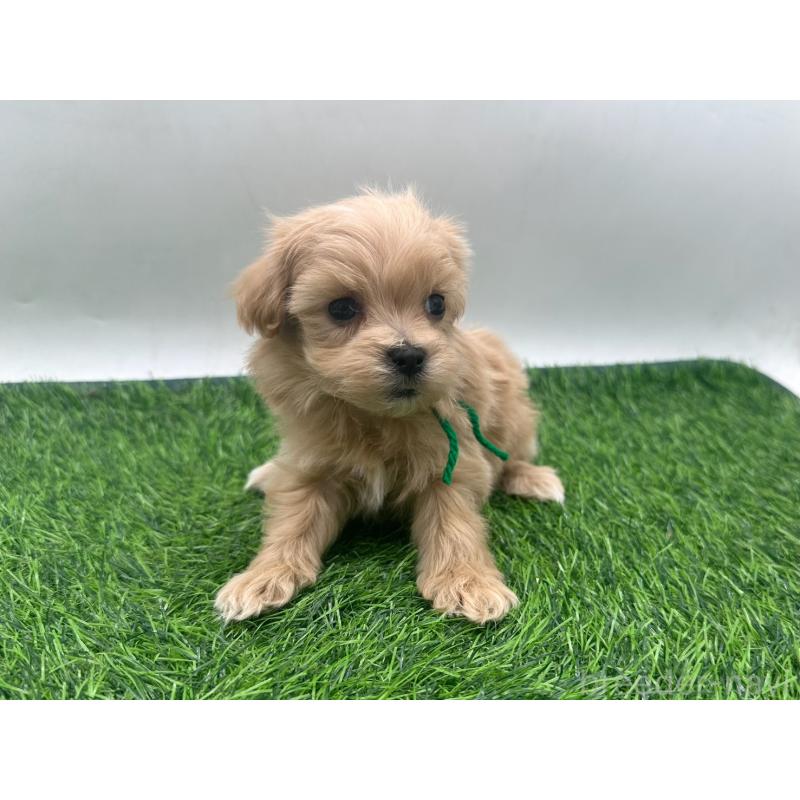 販売中の愛知県のマルプー:マルチーズ×トイプードル-450039の2枚目