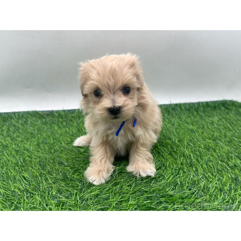 販売中の愛知県のマルプー:マルチーズ×トイプードル-450040の6枚目