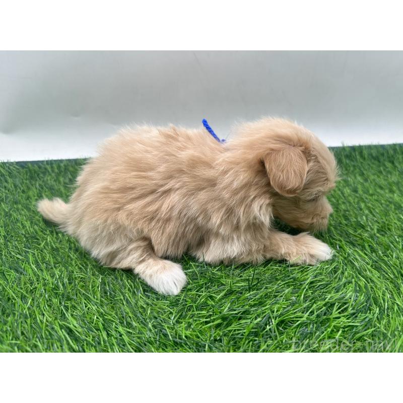 販売中の愛知県のマルプー:マルチーズ×トイプードル-450040の5枚目