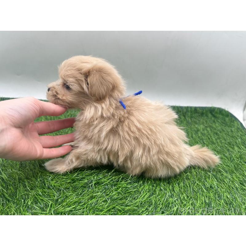 販売中の愛知県のマルプー:マルチーズ×トイプードル-450040の3枚目