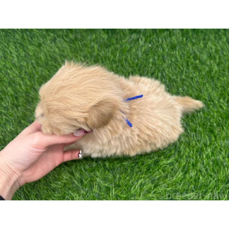 販売中の愛知県のマルプー:マルチーズ×トイプードル-450040の4枚目