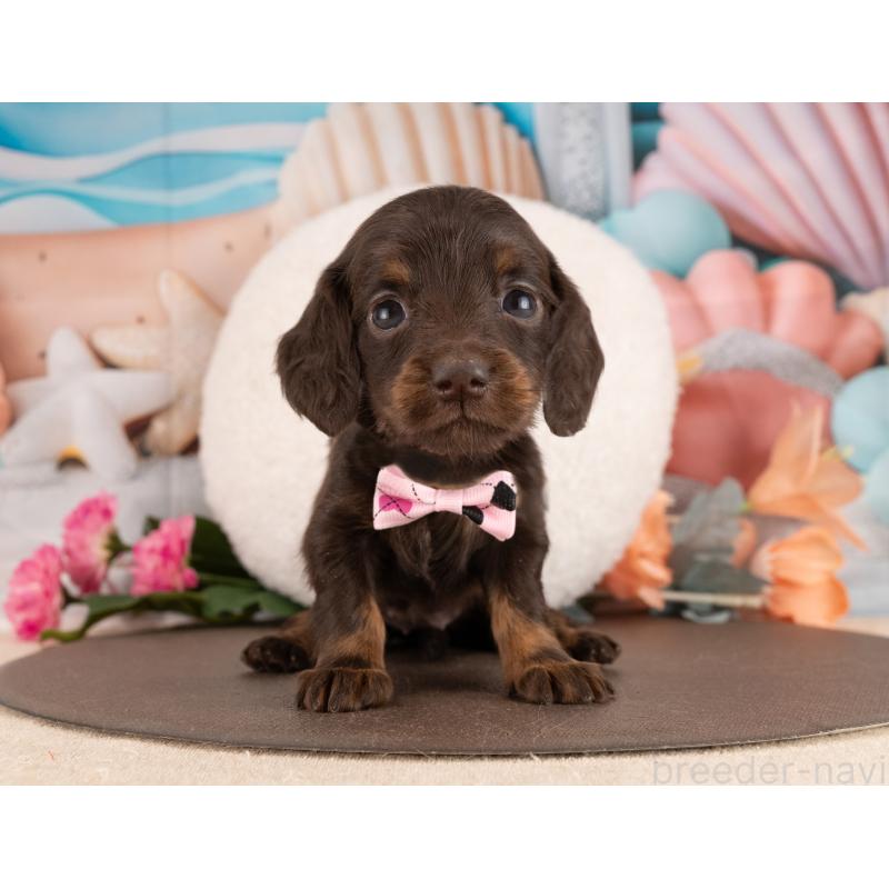 販売中の愛知県のミニチュアダックスフンド(ロングヘアード)-450043の5枚目