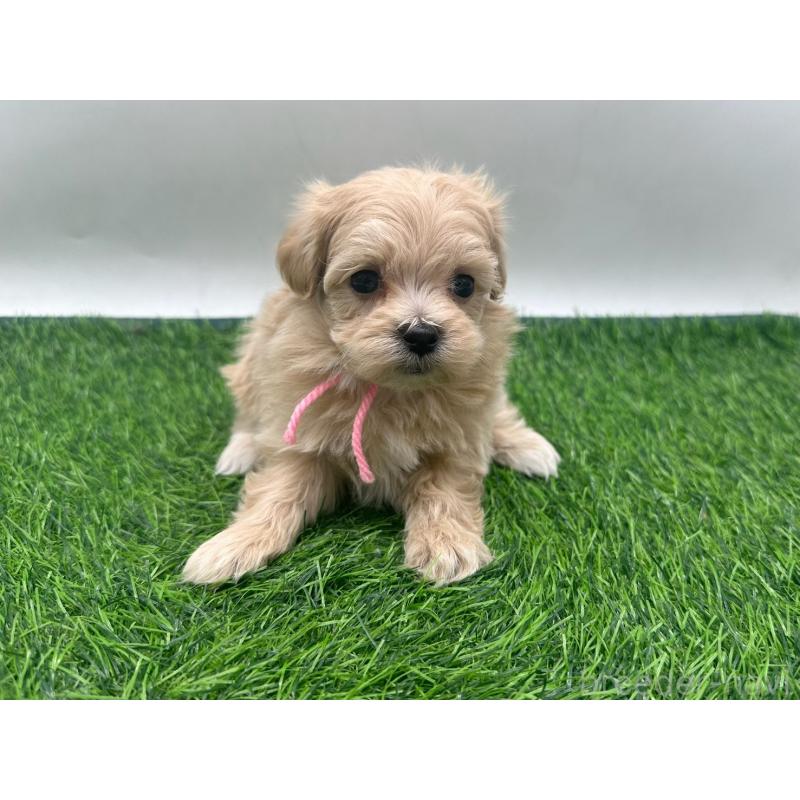 販売中の愛知県のマルプー:マルチーズ×トイプードル-450041