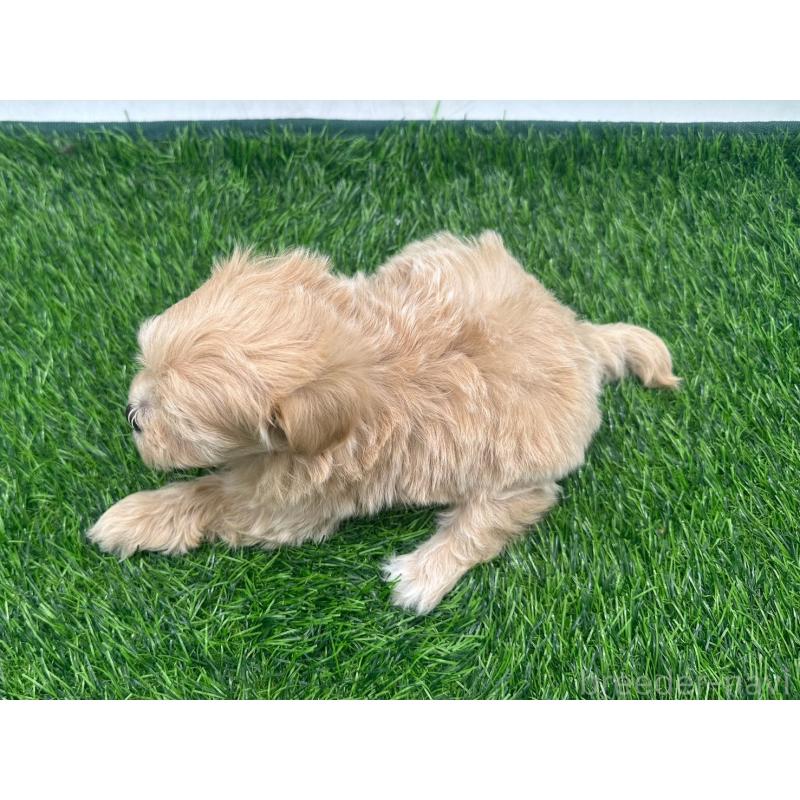 販売中の愛知県のマルプー:マルチーズ×トイプードル-450041の6枚目