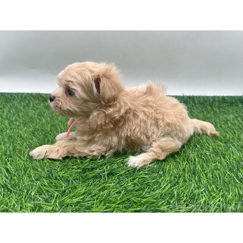 販売中の愛知県のマルプー:マルチーズ×トイプードル-450041の5枚目