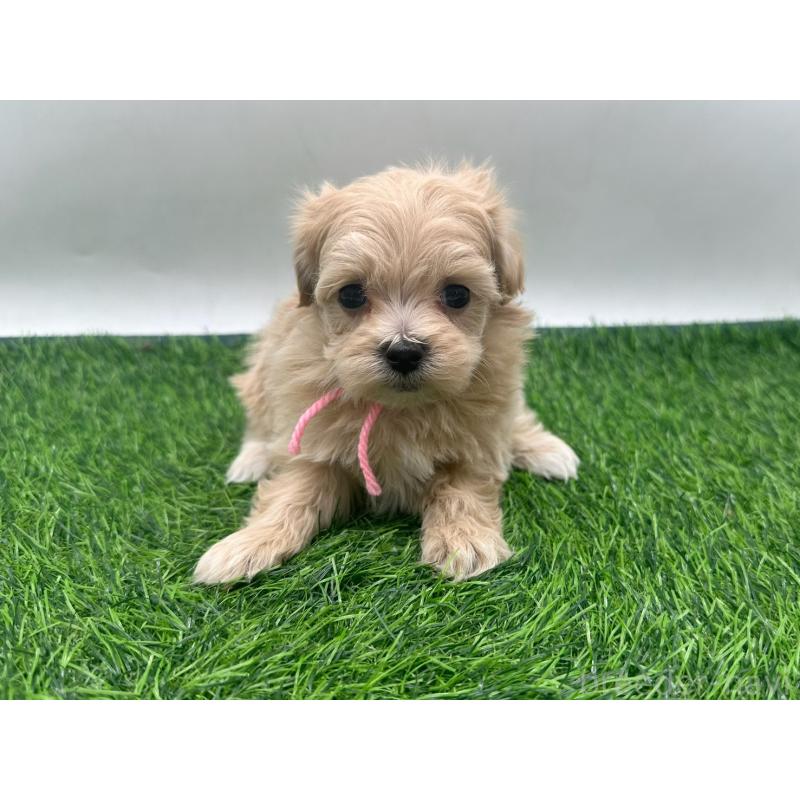 販売中の愛知県のマルプー:マルチーズ×トイプードル-450041の4枚目