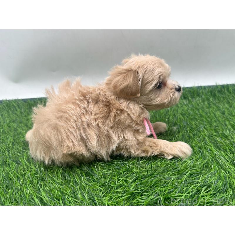 販売中の愛知県のマルプー:マルチーズ×トイプードル-450041の3枚目