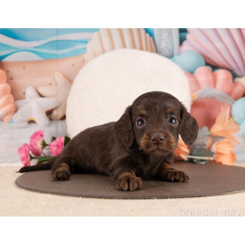 販売中の愛知県のミニチュアダックスフンド(ロングヘアード)-450043の4枚目