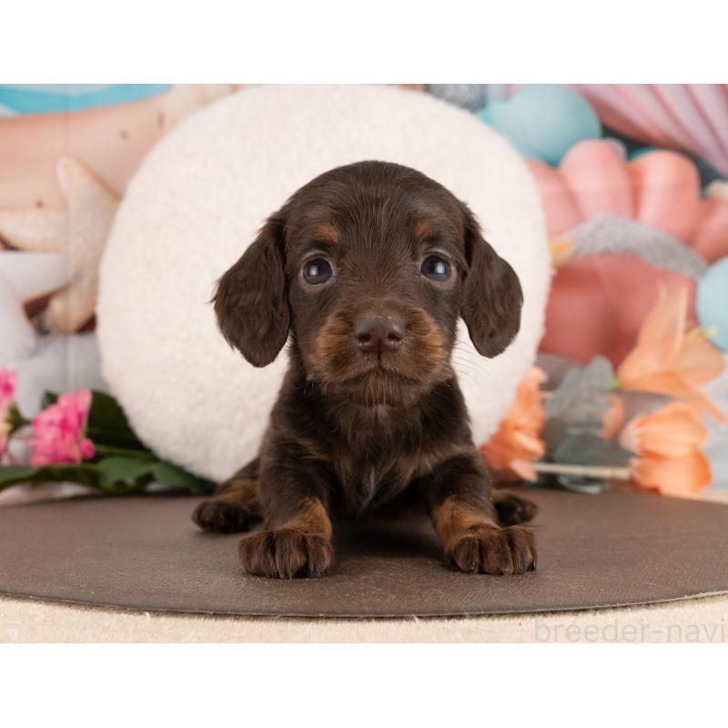 販売中の愛知県のミニチュアダックスフンド(ロングヘアード)-450043の3枚目