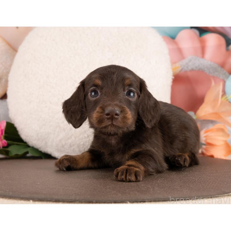 販売中の愛知県のミニチュアダックスフンド(ロングヘアード)-450043の2枚目