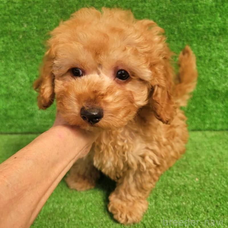 販売中の福岡県のタイニープードル-450042の1枚目