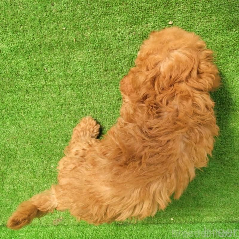 販売中の福岡県のタイニープードル-450042の3枚目