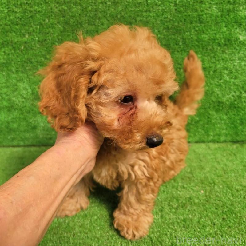 販売中の福岡県のタイニープードル-450042の2枚目