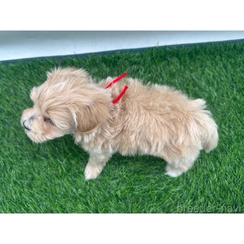 販売中の愛知県のマルプー:マルチーズ×トイプードル-450044の7枚目