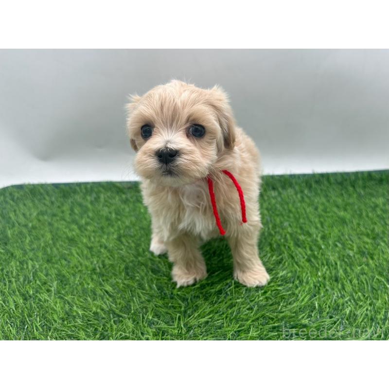 販売中の愛知県のマルプー:マルチーズ×トイプードル-450044の5枚目