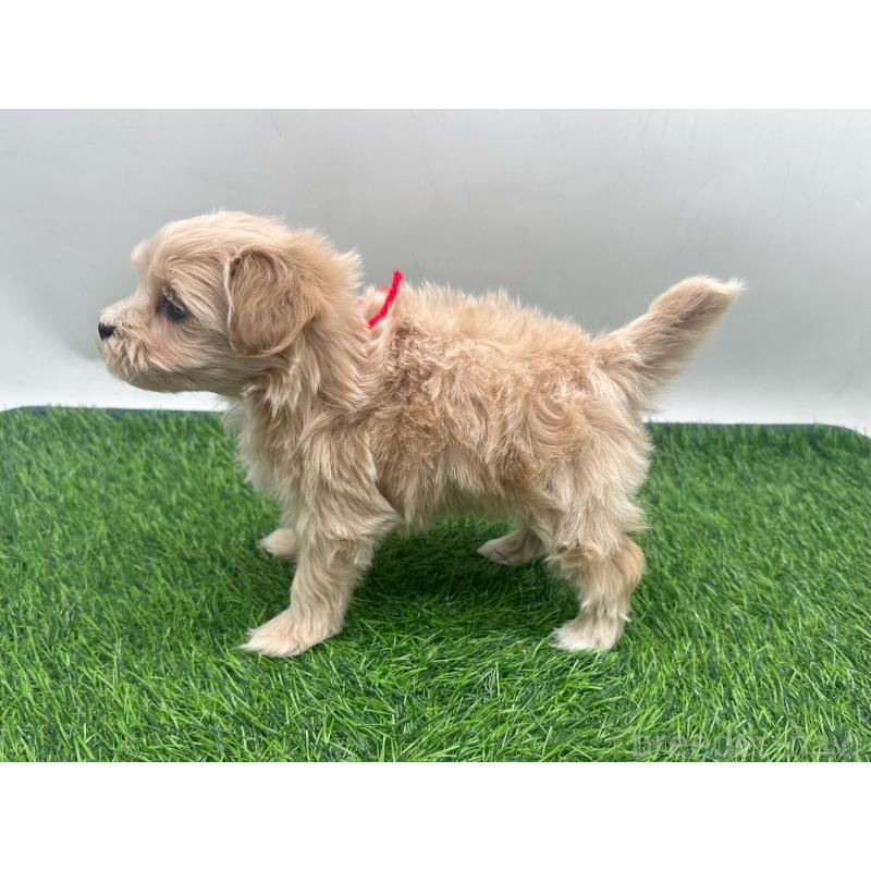 販売中の愛知県のマルプー:マルチーズ×トイプードル-450044の4枚目