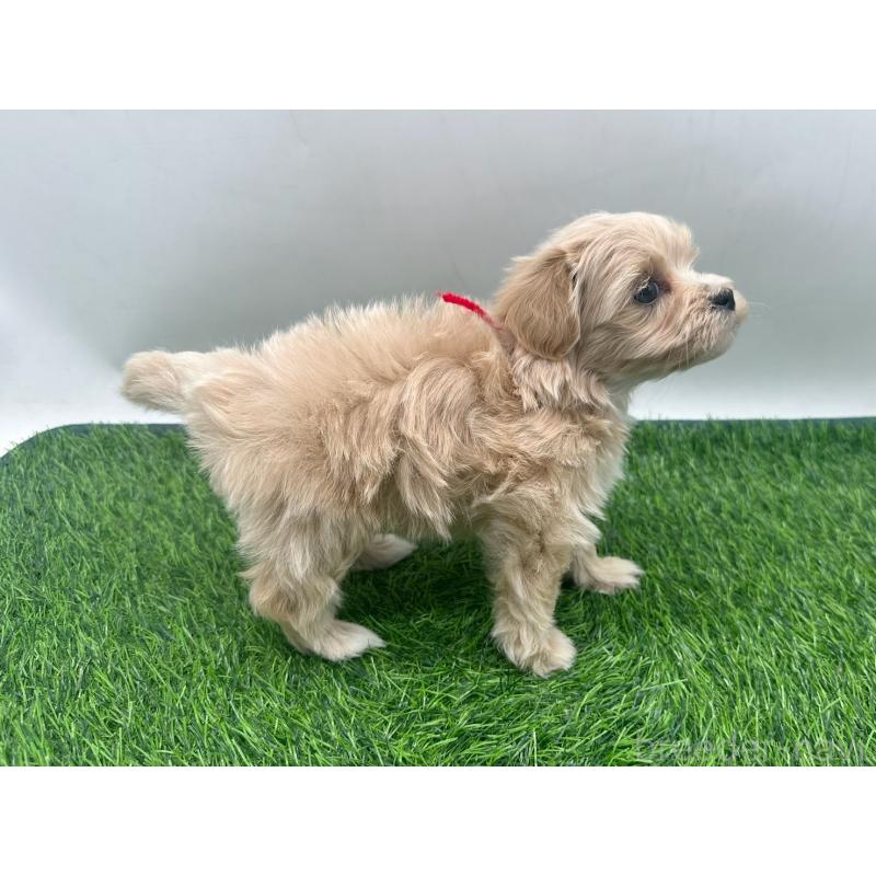 販売中の愛知県のマルプー:マルチーズ×トイプードル-450044の3枚目