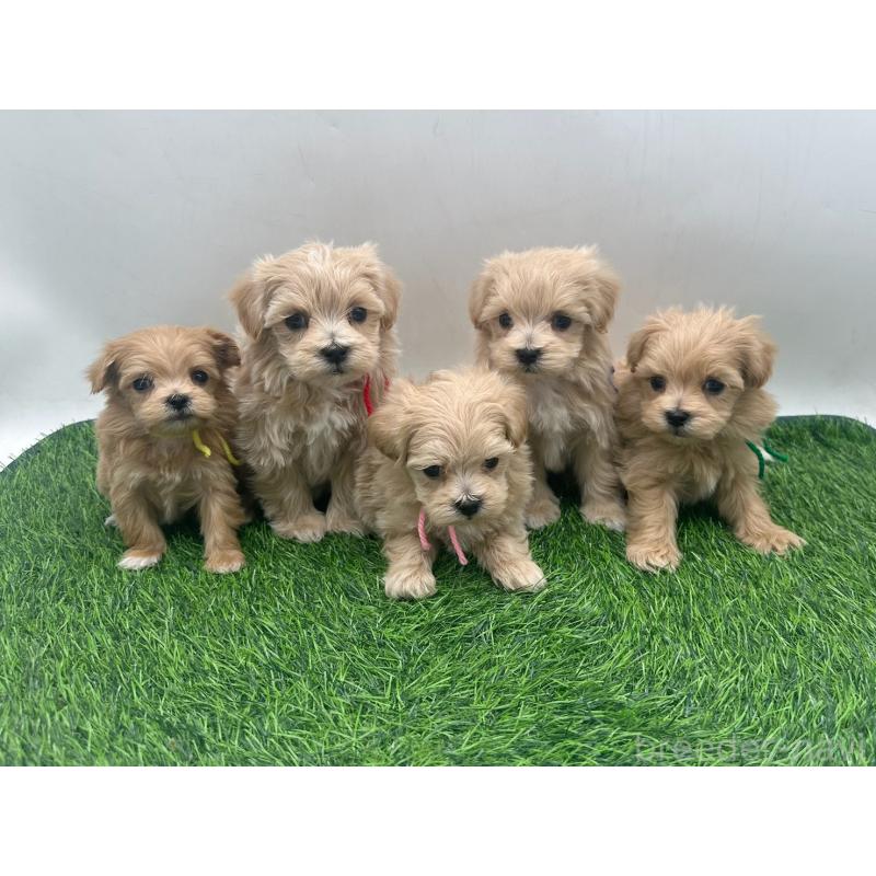 販売中の愛知県のマルプー:マルチーズ×トイプードル-450044の2枚目