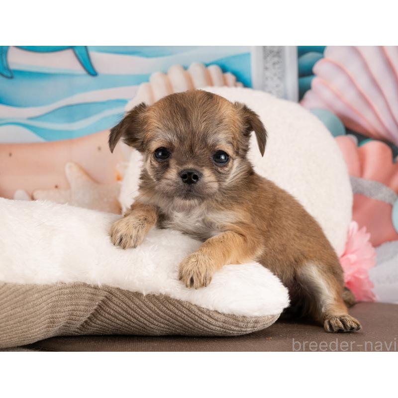 販売中の愛知県のチワワ(ロングコート)-450045の4枚目