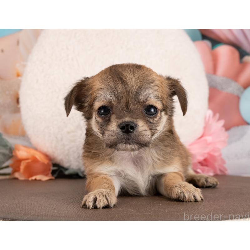 販売中の愛知県のチワワ(ロングコート)-450045の3枚目