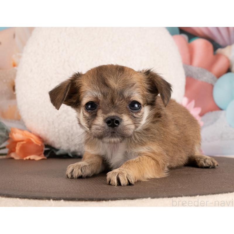 販売中の愛知県のチワワ(ロングコート)-450045の2枚目