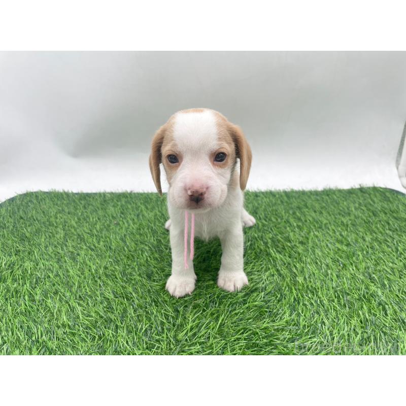 販売中の愛知県のビーグル-450046