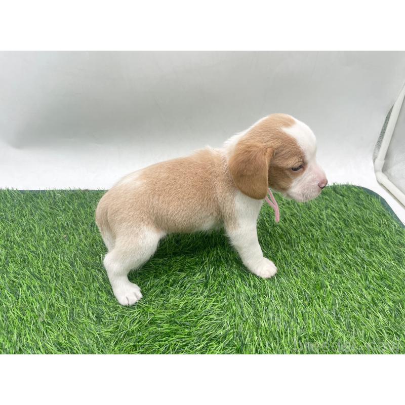 販売中の愛知県のビーグル-450046の6枚目