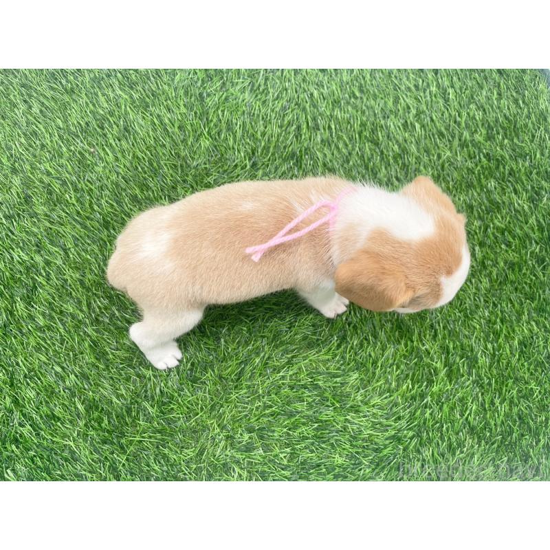 販売中の愛知県のビーグル-450046の2枚目