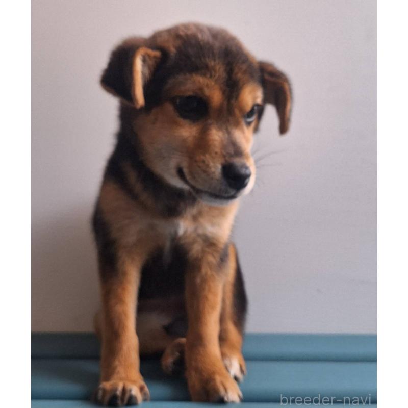 販売中の鹿児島県のミックス犬-450047の7枚目