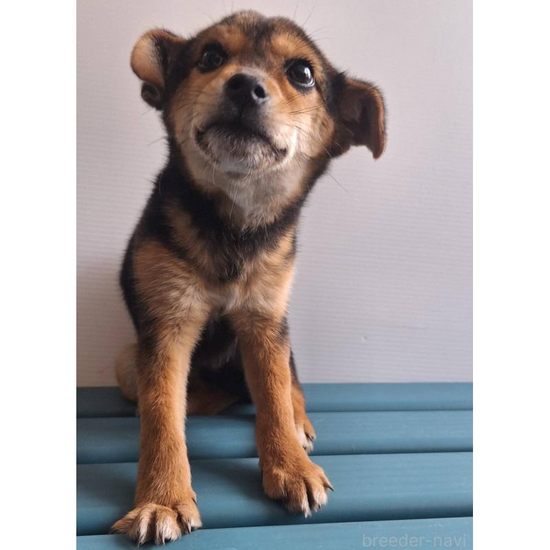 販売中の鹿児島県のミックス犬-450047の6枚目