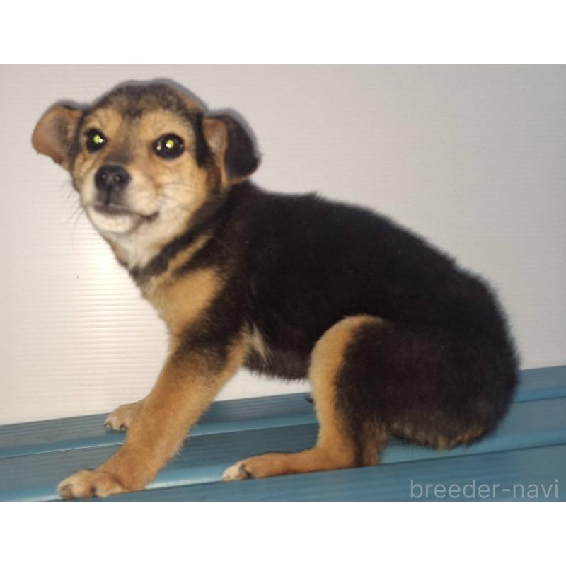 販売中の鹿児島県のミックス犬-450047の3枚目