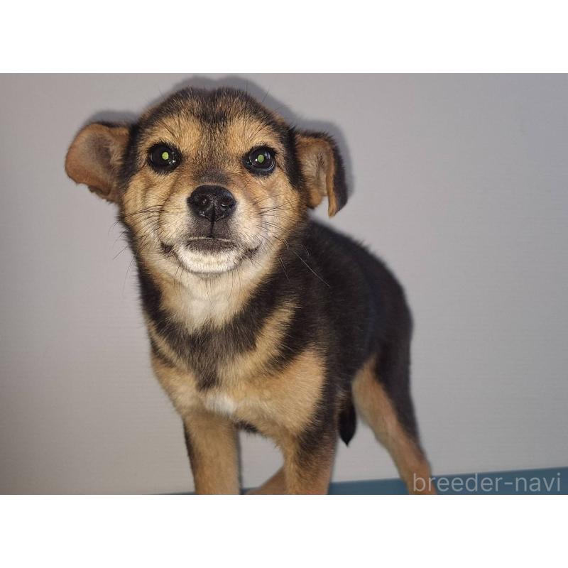 販売中の鹿児島県のミックス犬-450047の2枚目