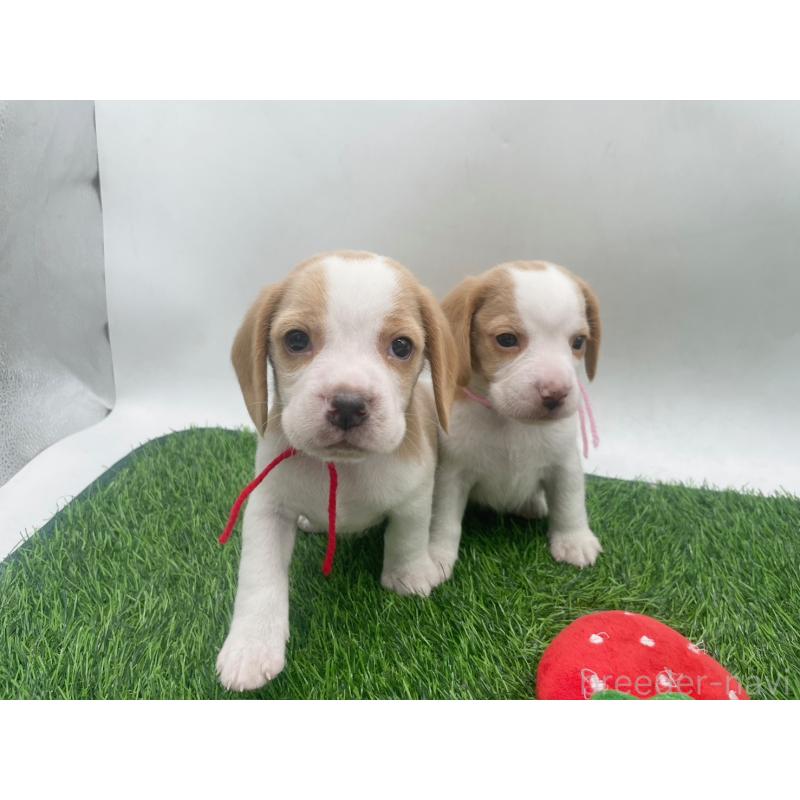 販売中の愛知県のビーグル-450048の7枚目