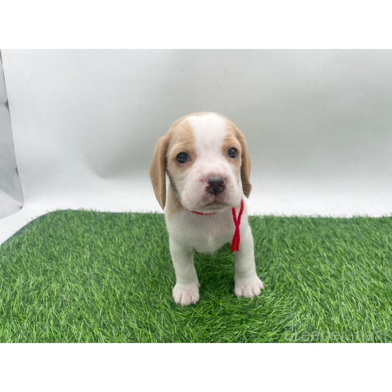 販売中の愛知県のビーグル-450048の6枚目