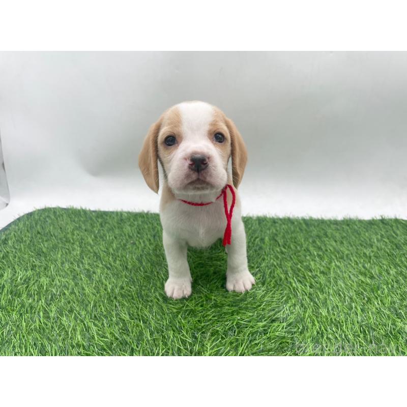 販売中の愛知県のビーグル-450048の1枚目