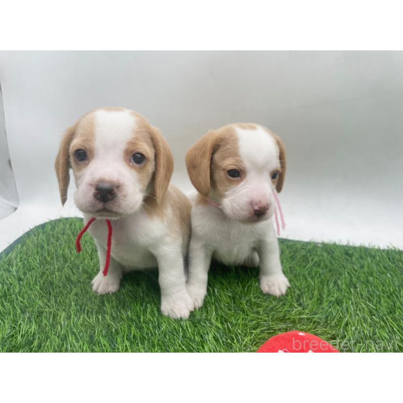 販売中の愛知県のビーグル-450048の5枚目