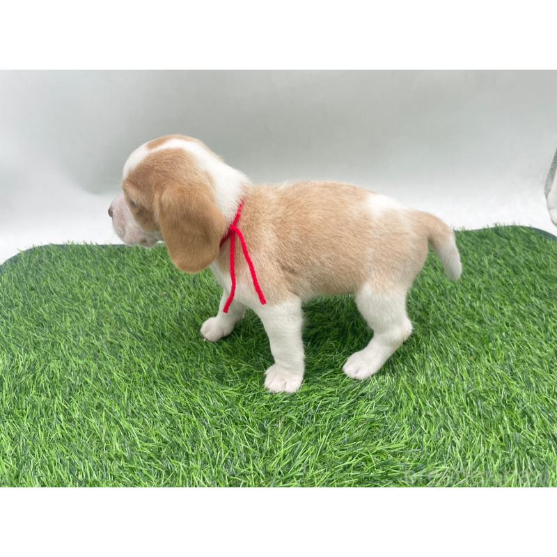 販売中の愛知県のビーグル-450048の4枚目