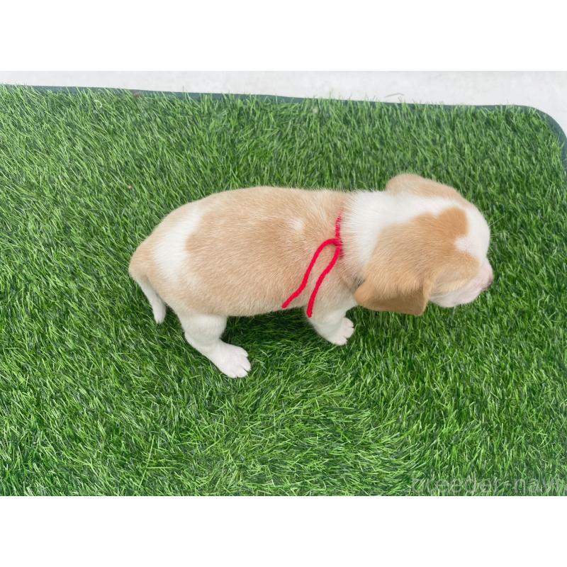 販売中の愛知県のビーグル-450048の3枚目