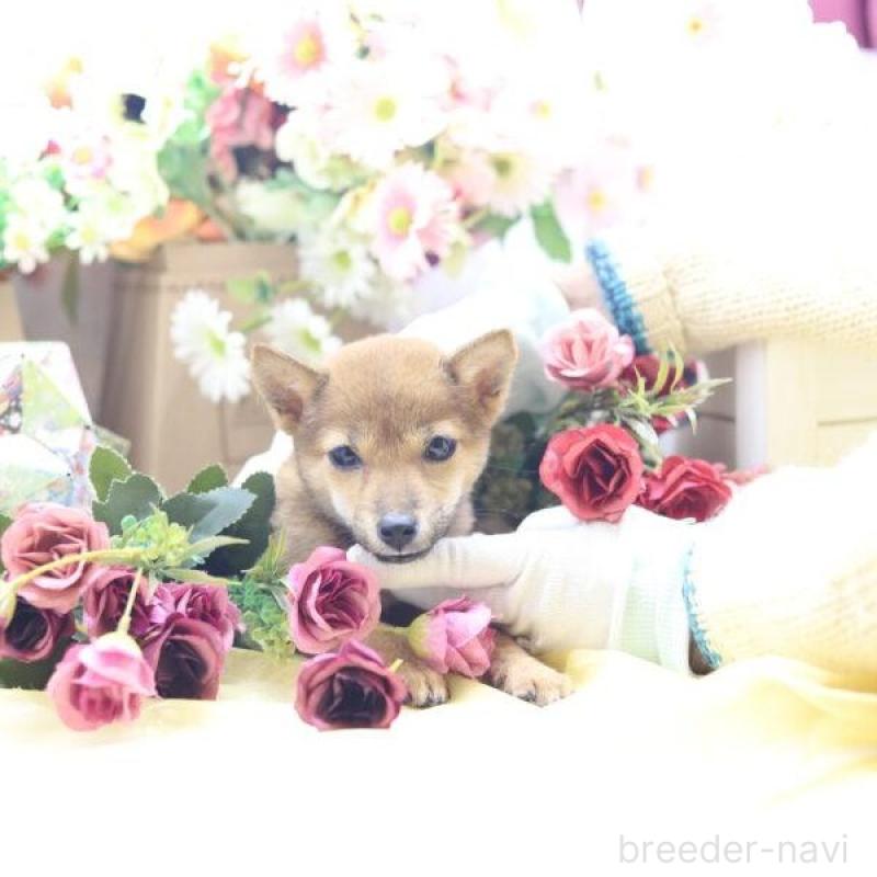 販売中の東京都の豆柴-413608