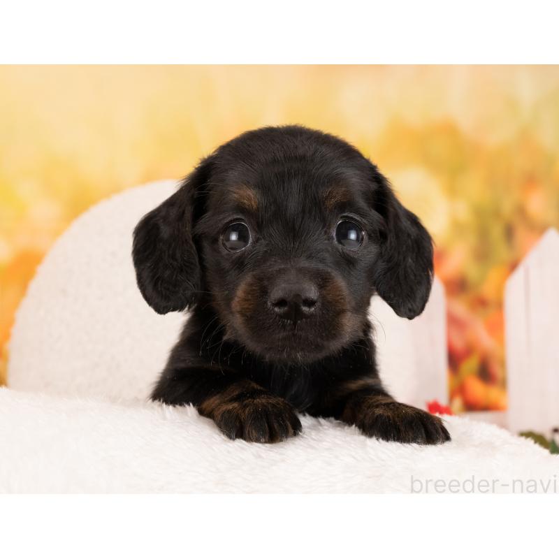 販売中の愛知県のミニチュアダックスフンド(ロングヘアード)-450049の5枚目