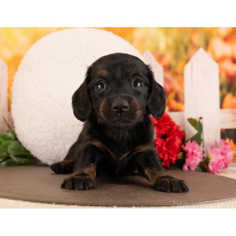 販売中の愛知県のミニチュアダックスフンド(ロングヘアード)-450049の4枚目