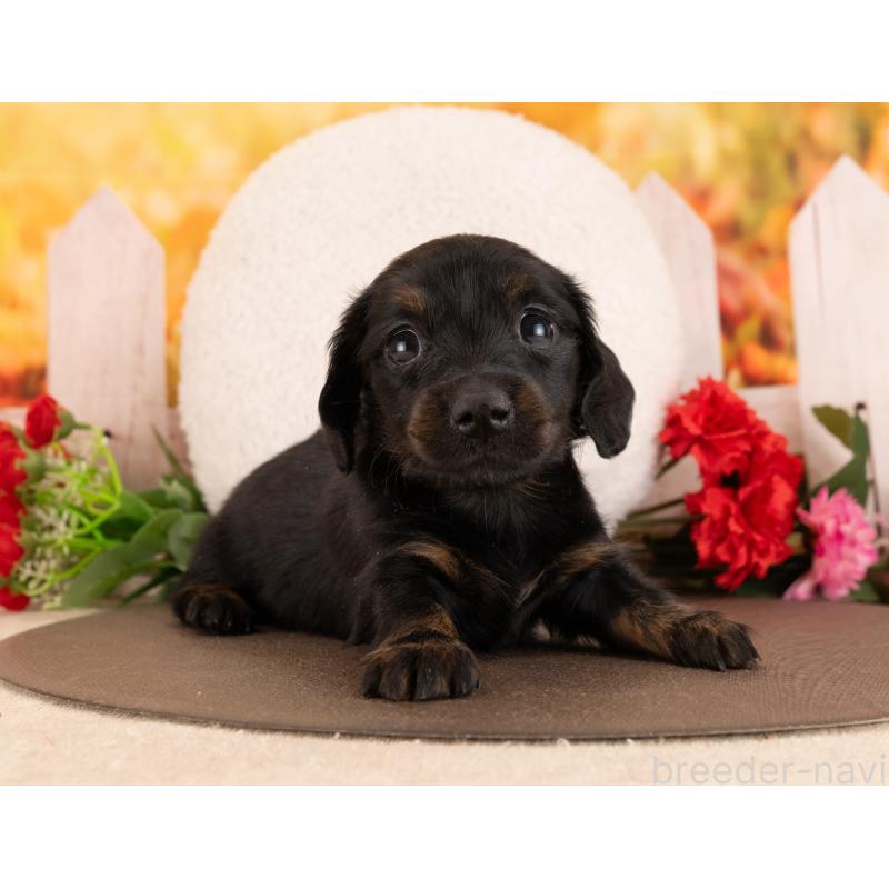 販売中の愛知県のミニチュアダックスフンド(ロングヘアード)-450049の3枚目